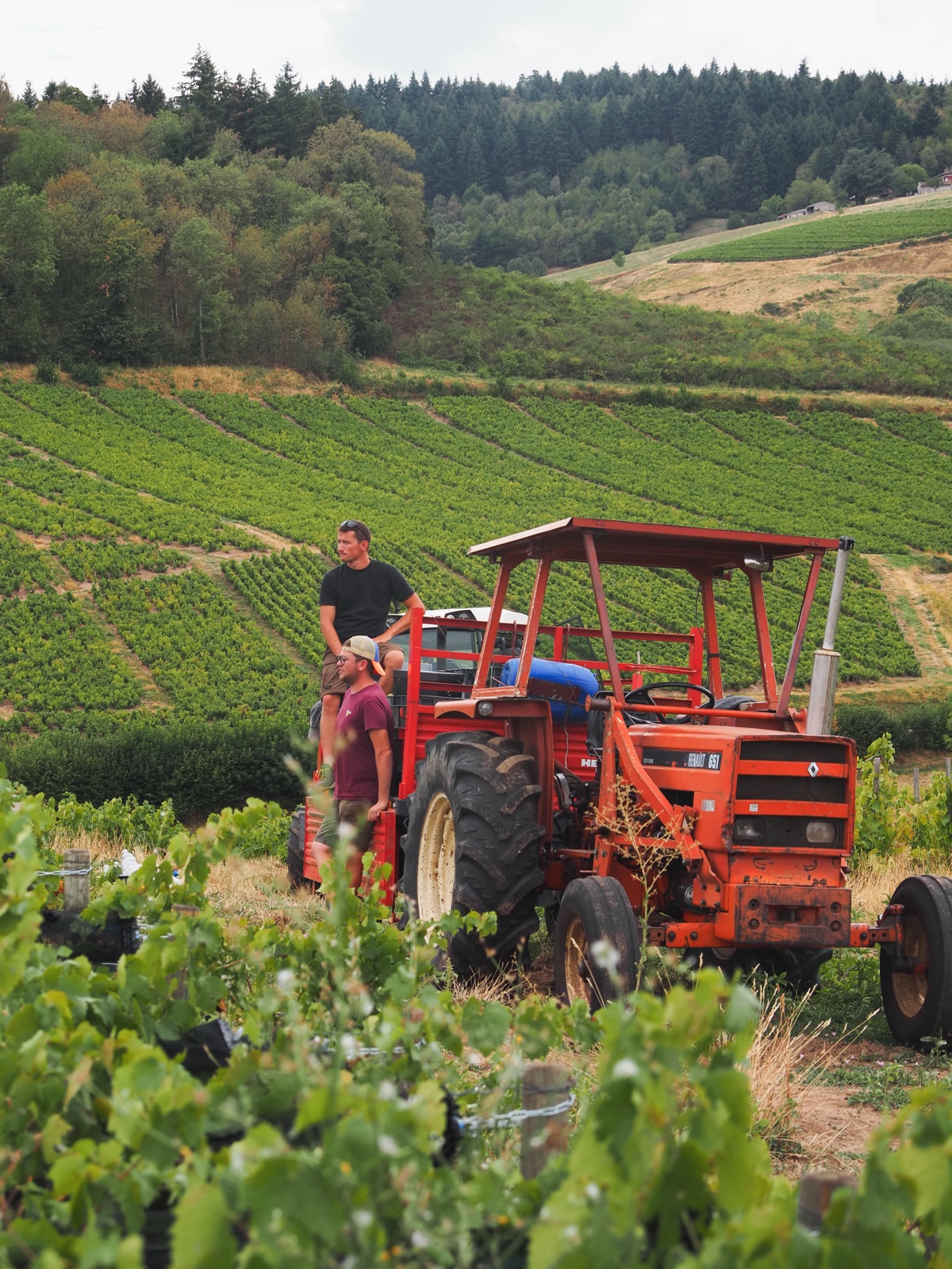 Rangs de vignes du lieu-dit Les Labourons sur les hauteurs granitiques de Fleurie