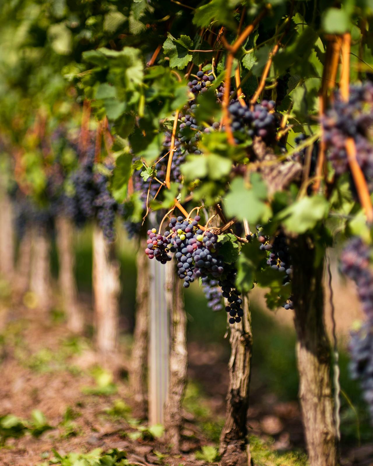 Rangs de vignes du lieu-dit Les Labourons sur les hauteurs granitiques de Fleurie