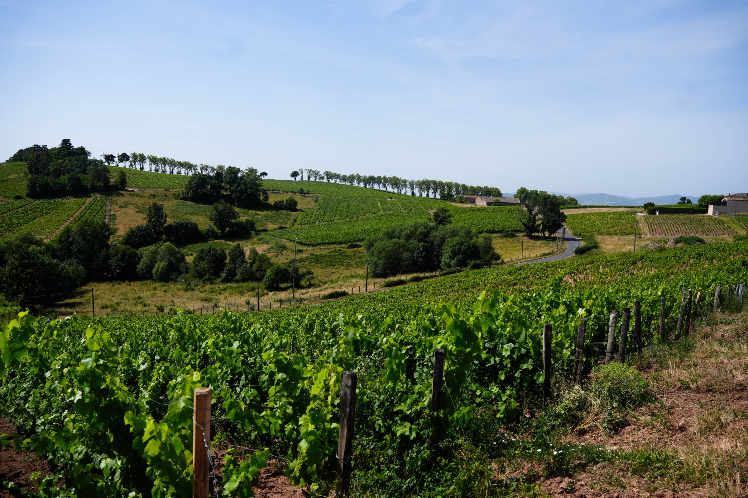 Cave et bouteilles du domaine