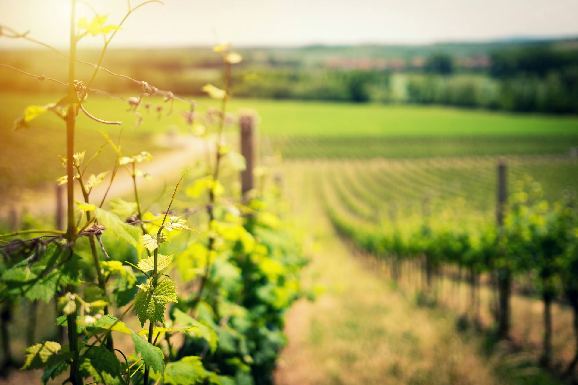 Rangs de vignes au lever du soleil sur les coteaux de Fleurie