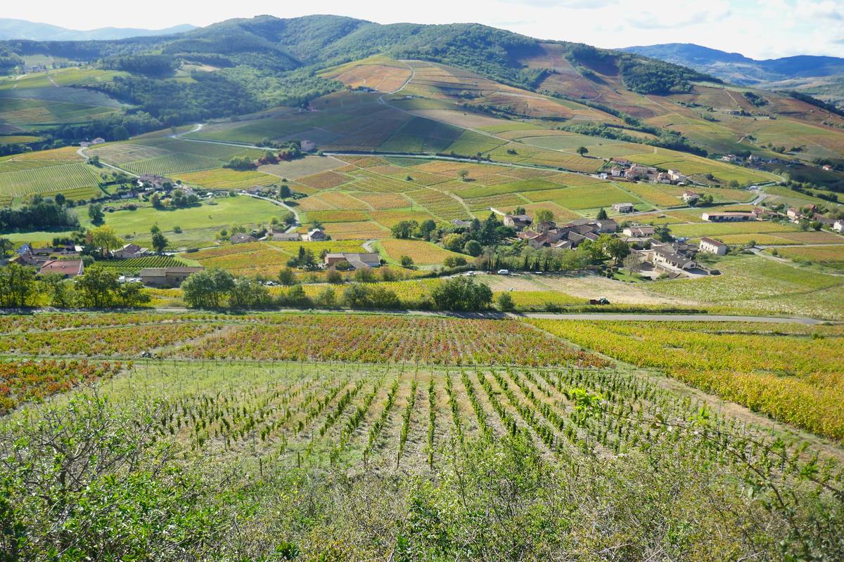 Panorama des coteaux et lieux-dits de Fleurie
