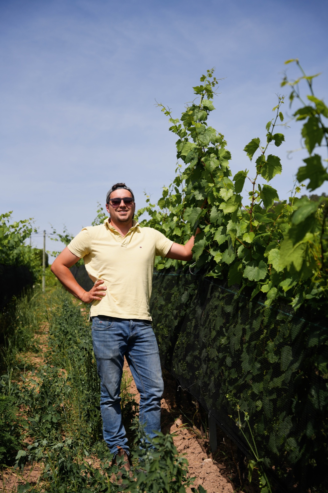 Vieilles vignes de gamay, patrimoine du domaine