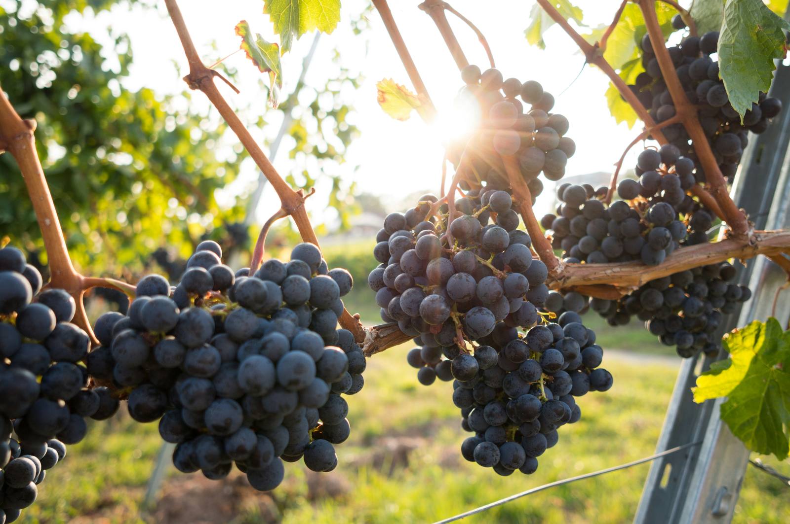 Vieilles vignes de gamay sur les coteaux de Fleurie