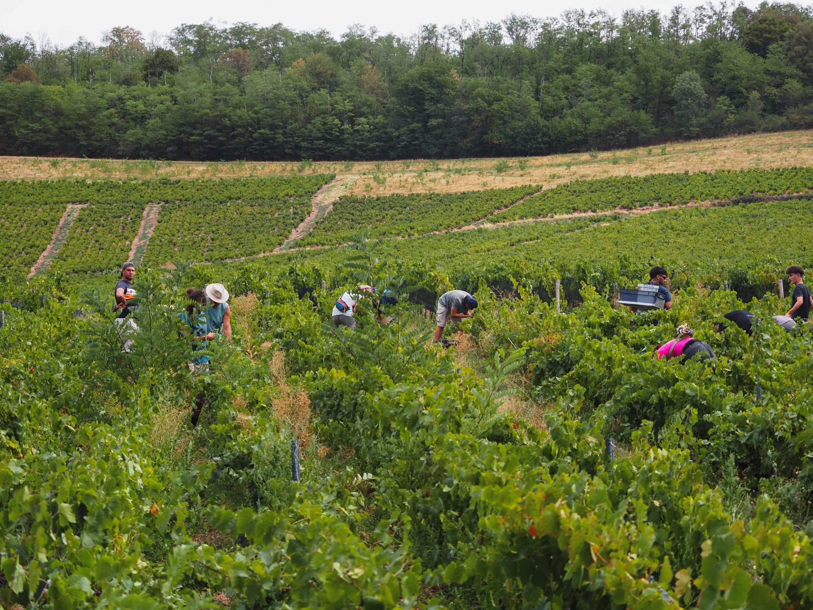 Vue d'ensemble du parcellaire sur les hauteurs de Fleurie