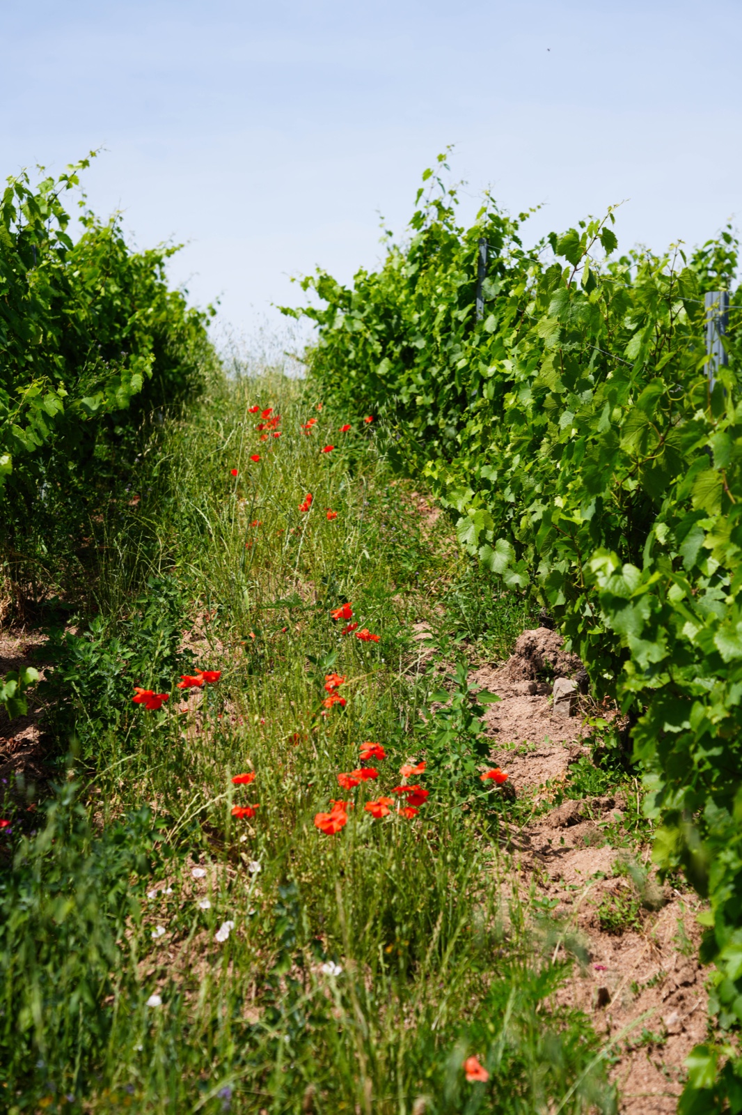 Travail minutieux dans les rangs de vigne