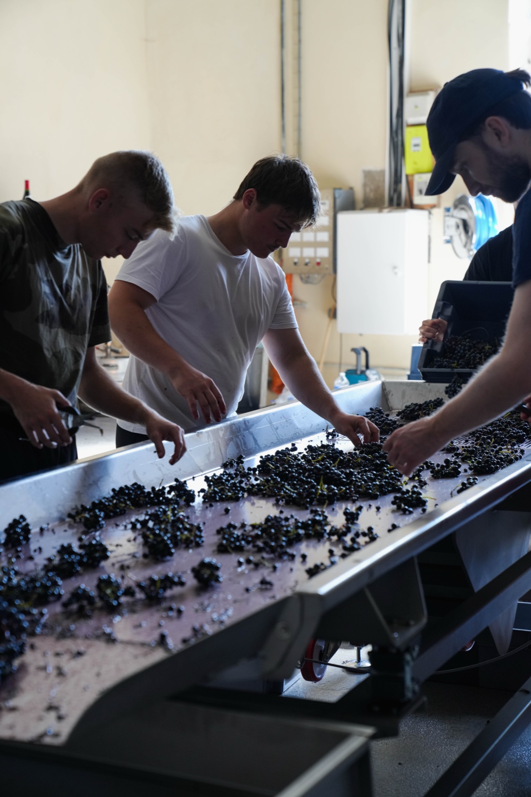 Le cuvage et la transformation du raisin