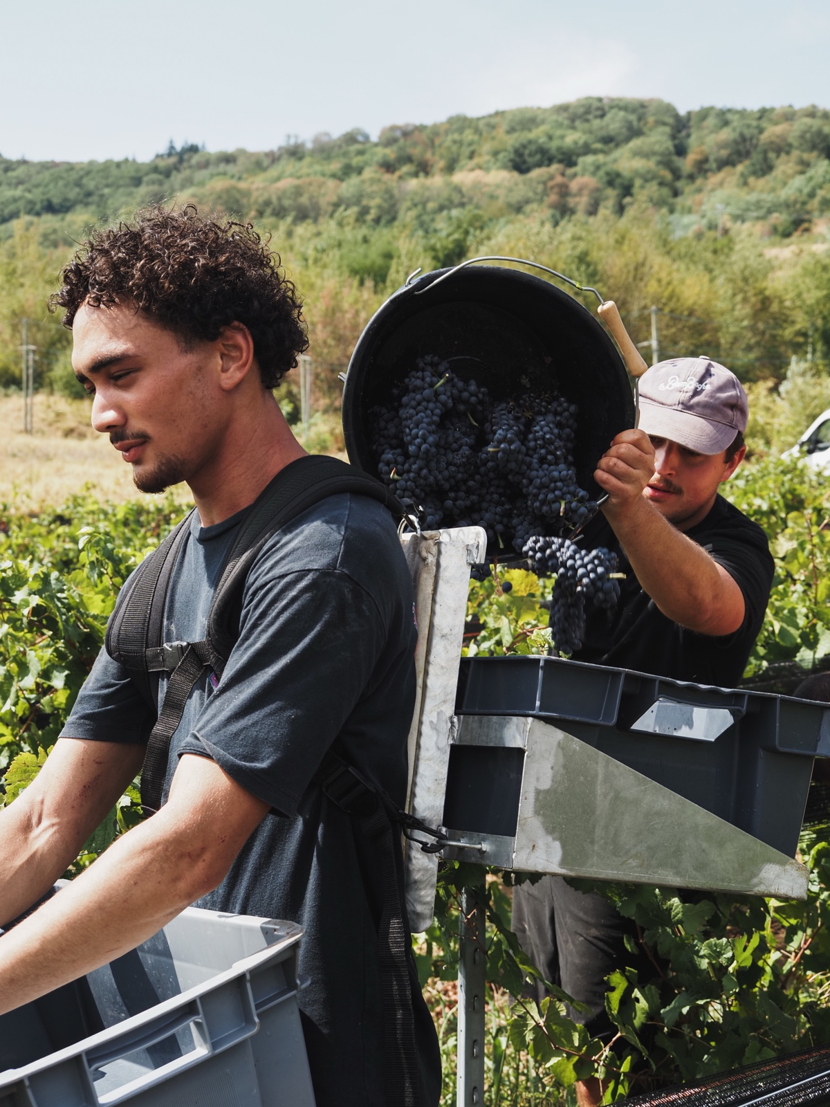 Grappes de gamay récoltées à la main