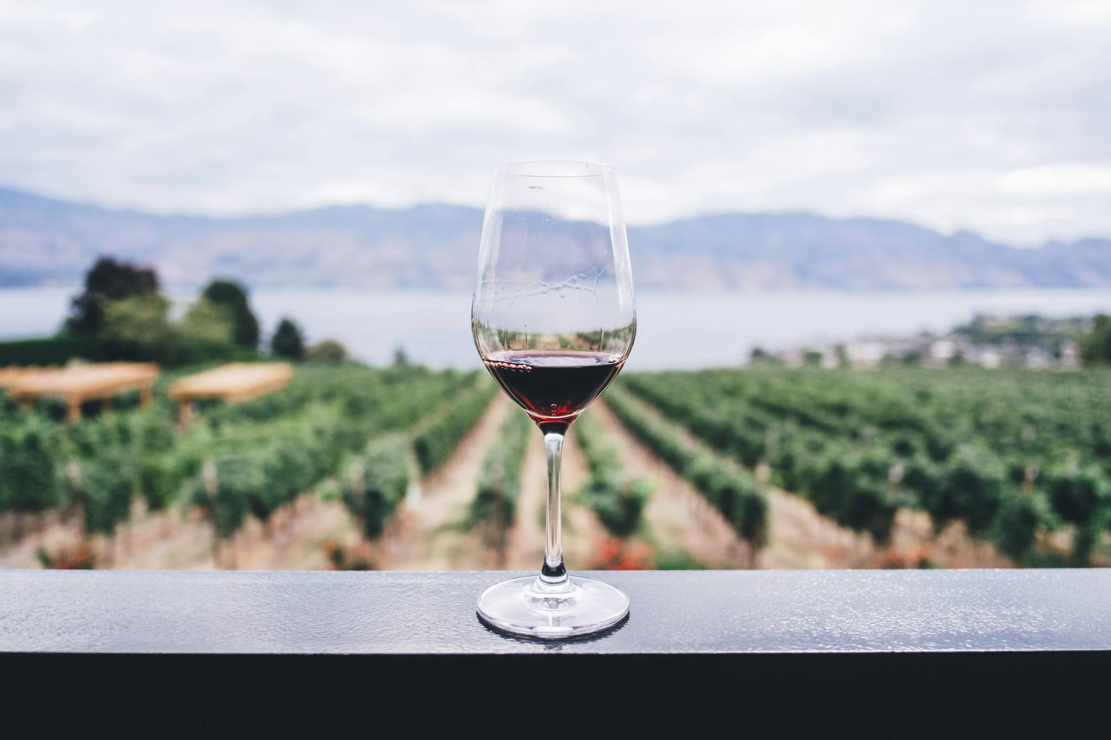 Verre de vin du domaine face aux vignes